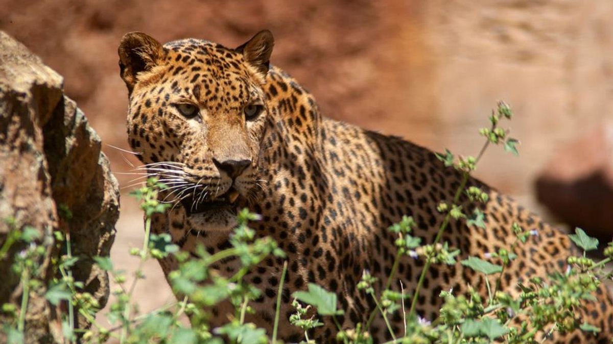 sri lankas leoparden-dynastie