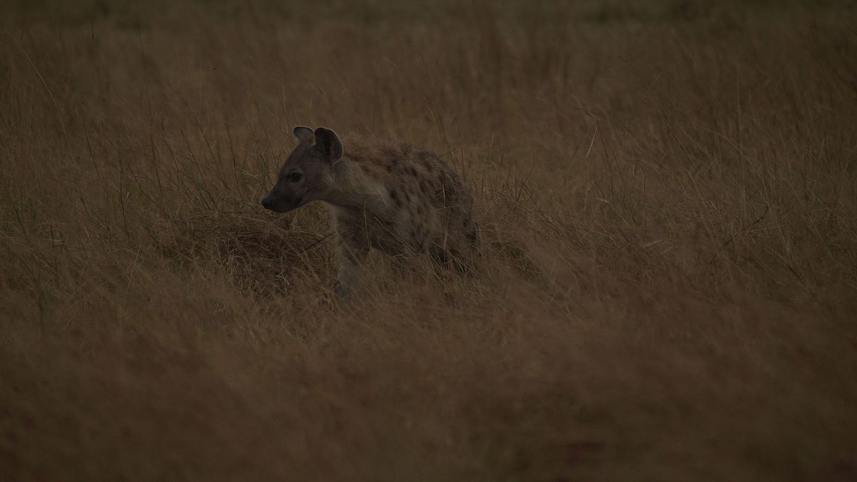 afrikas wilde wunderwelt