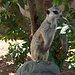 Das Waisenhaus für wilde Tiere - Abenteuer Afrika Thumbnail