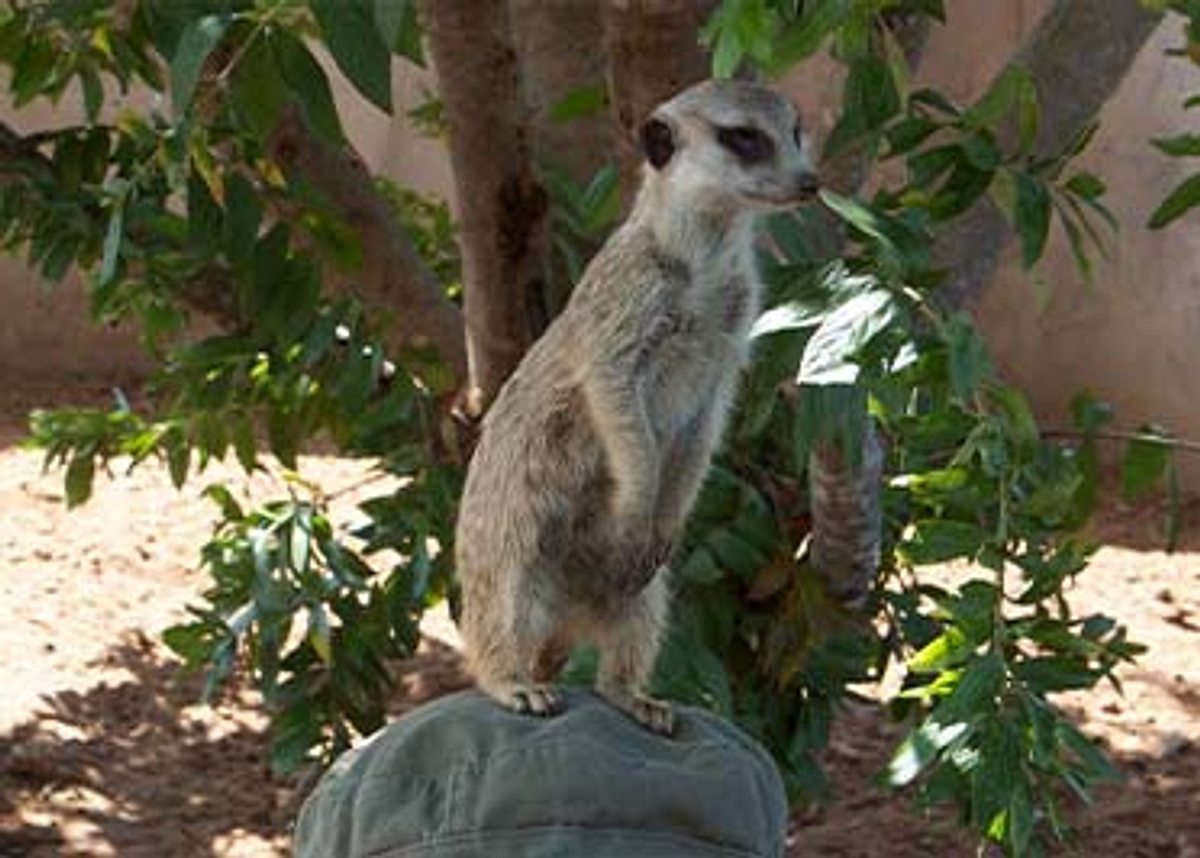 Das Waisenhaus für wilde Tiere - Abenteuer Afrika das waisenhaus für wilde tiere - abenteuer afrika