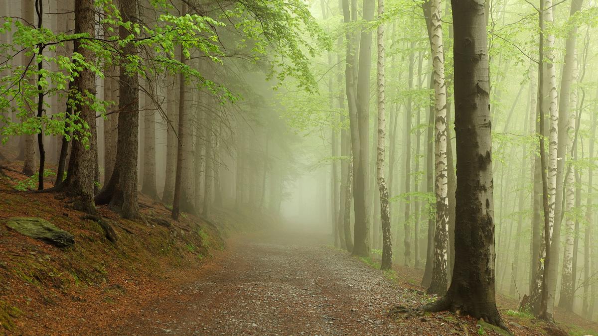 tausend moore, hundert seen und ein wald - naturwunder schorfheide