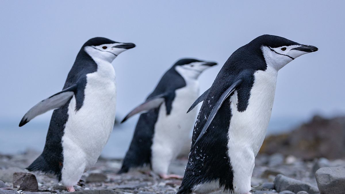 die geheimnisvolle welt der pinguine
