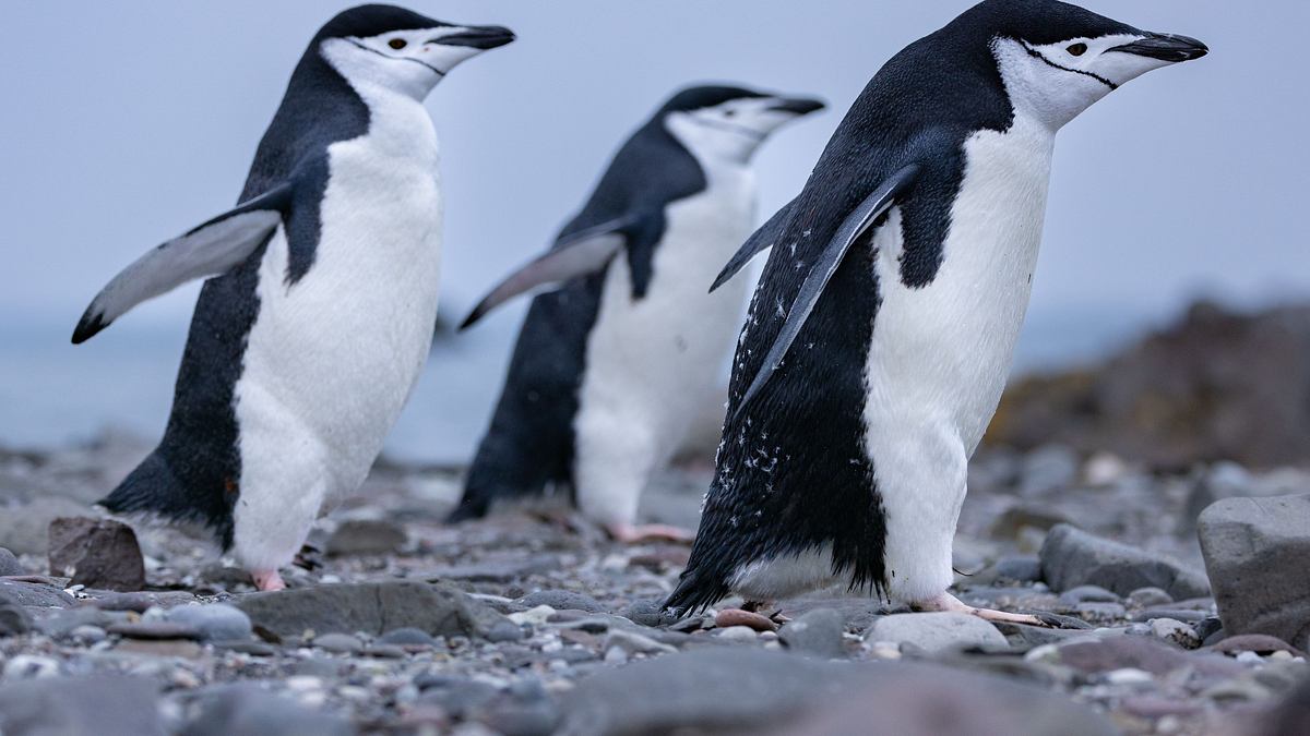 die geheimnisvolle welt der pinguine