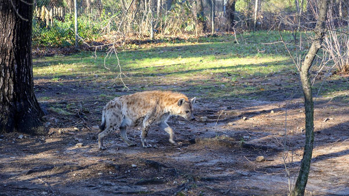 bronx zoo - tierpark der superlative