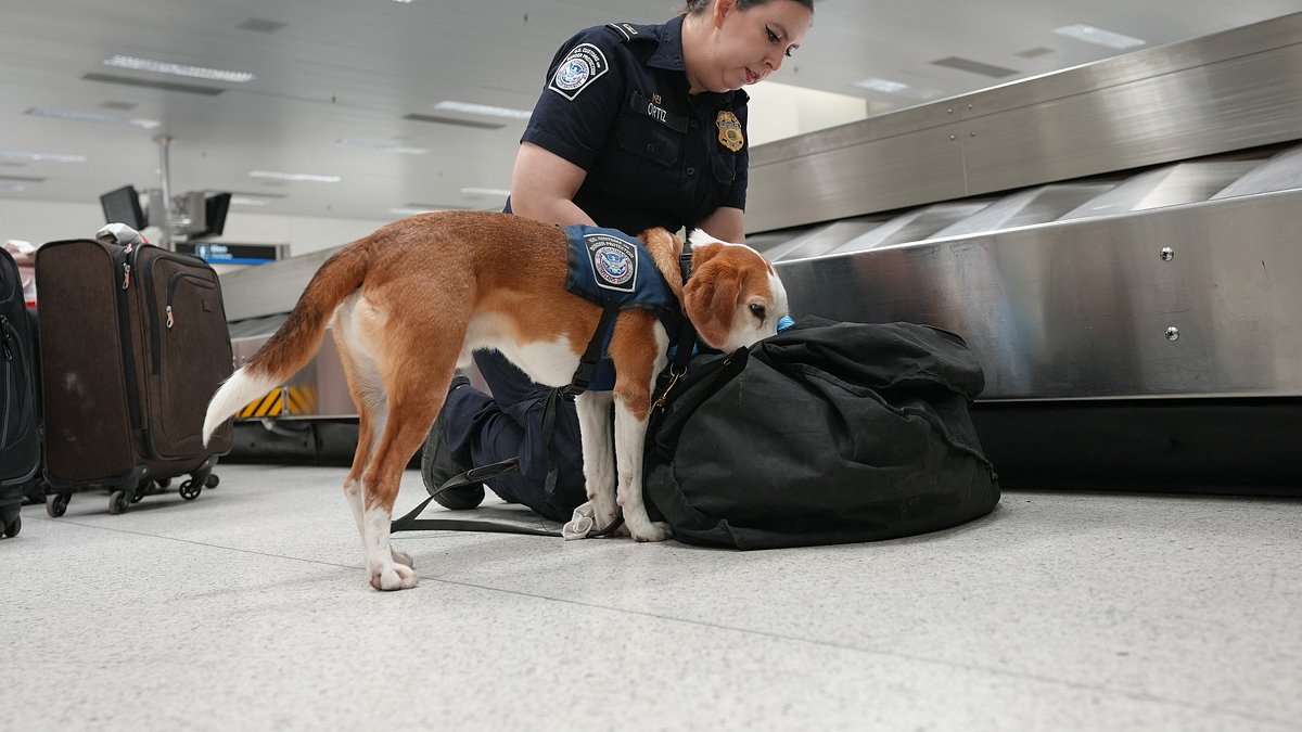flughafen new york - kampf den schmugglern