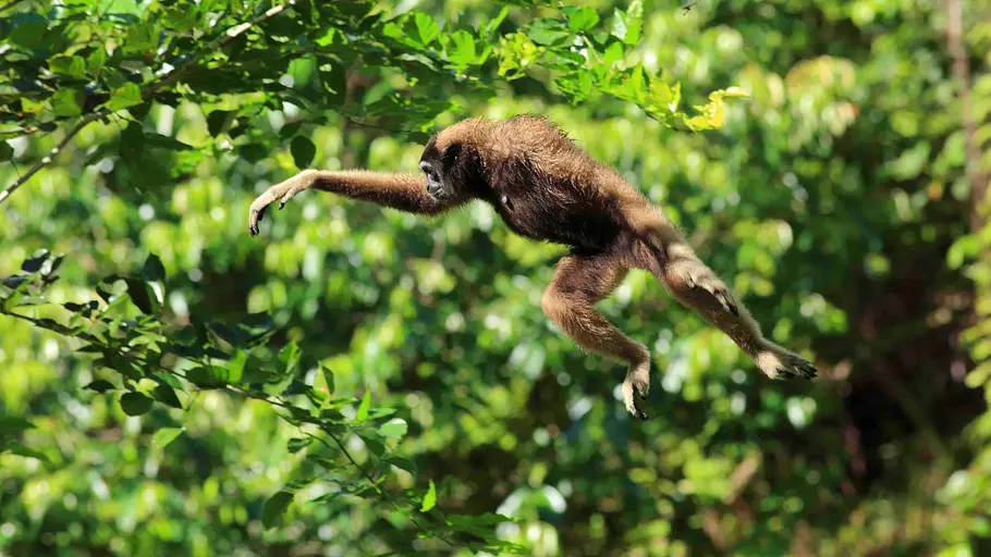Wilde Insel Borneo wilde insel borneo
