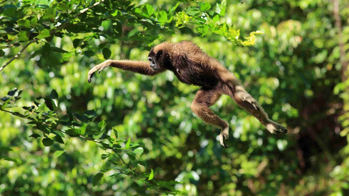 wilde insel borneo