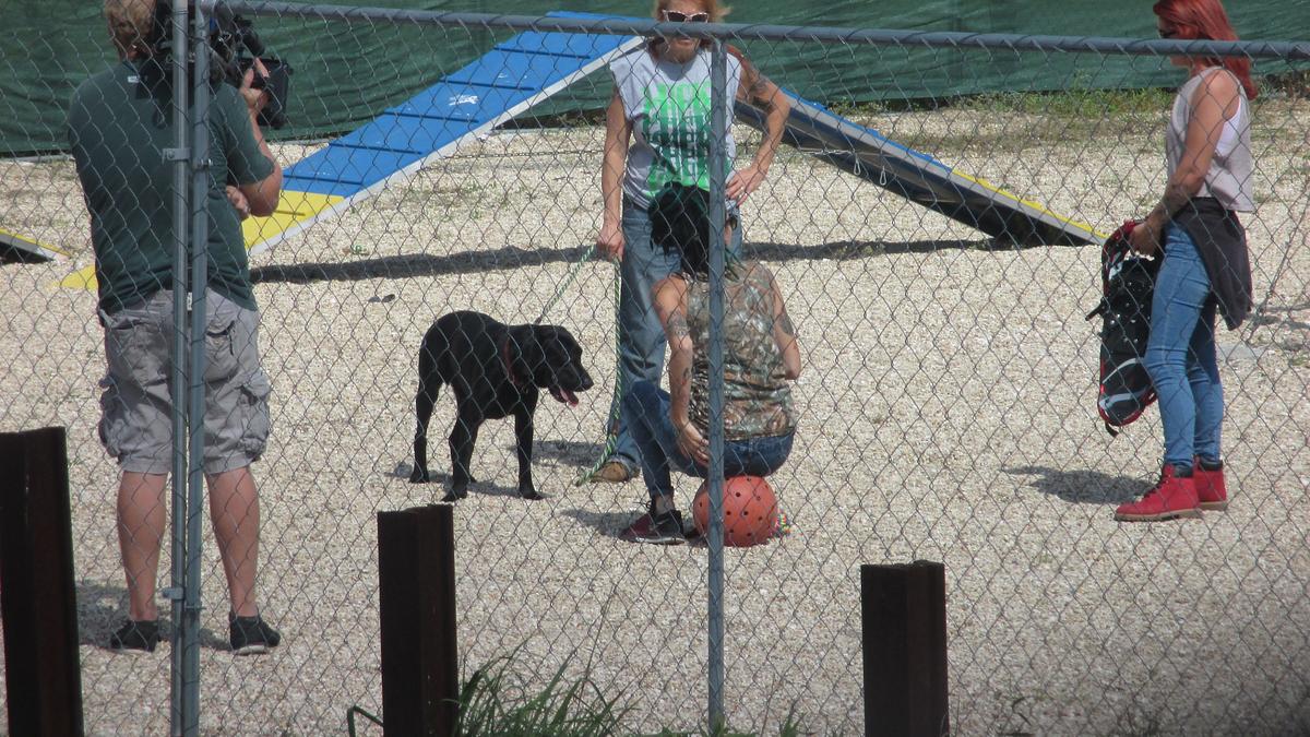 pitbulls auf bewährung
