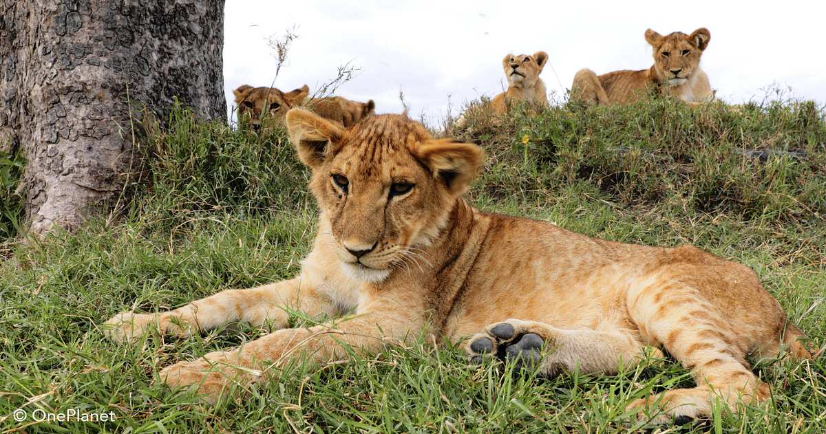 tierbabys in afrika