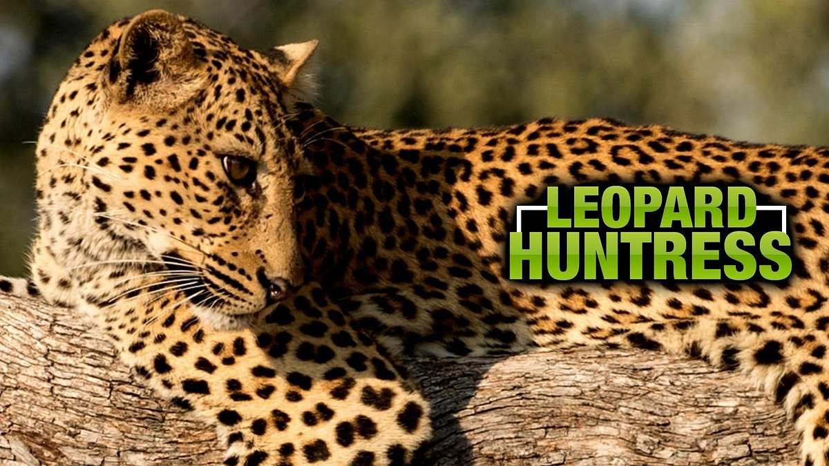 Malika jagt - Abenteuer einer Leopardin