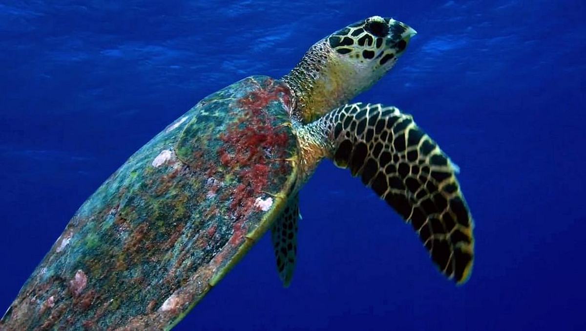 Tuamotu - Oase im Pazifik tuamotu - oase im pazifik