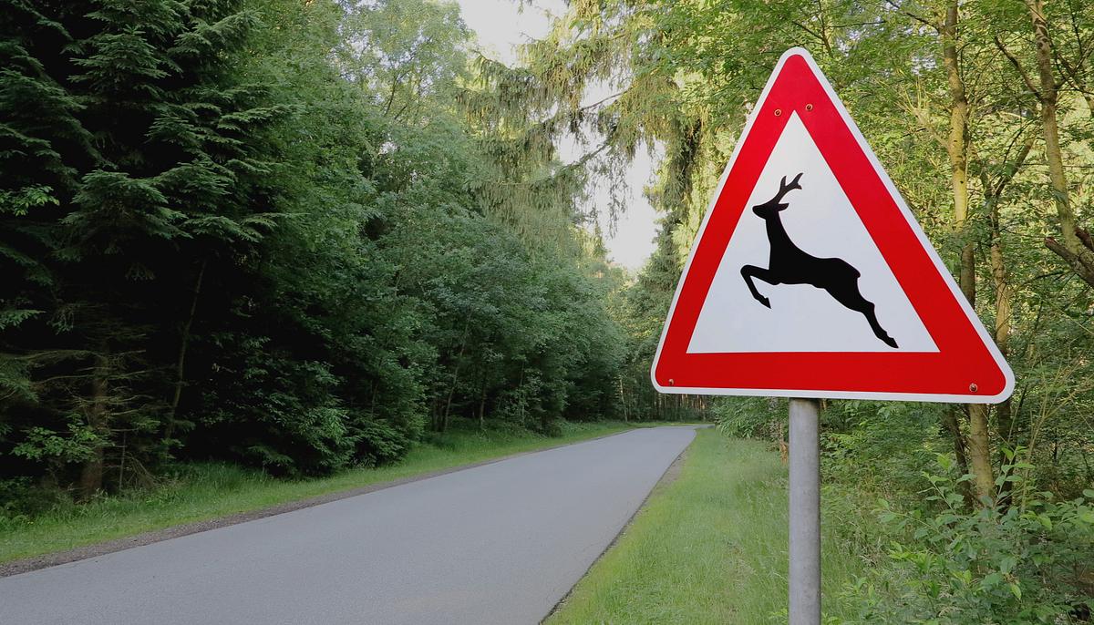 Wildwechsel: Tiere auf Achse wildwechsel: tiere auf achse