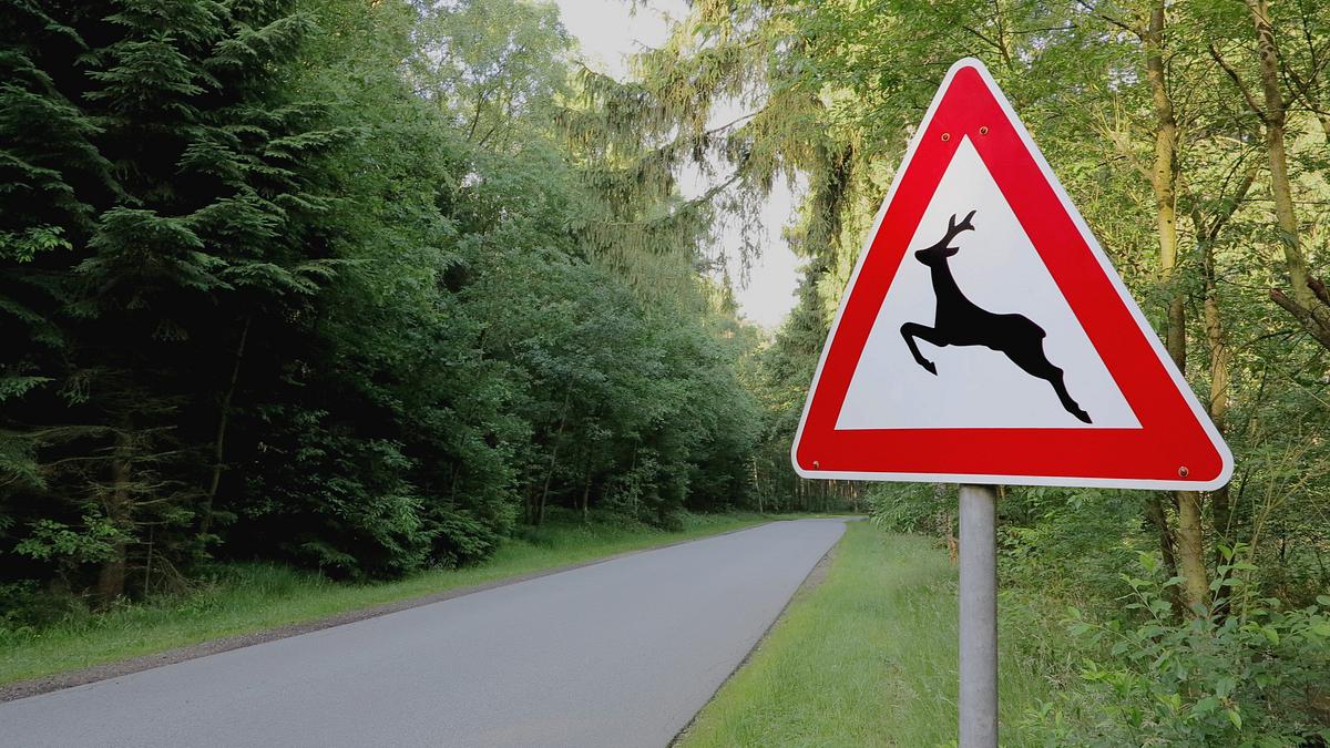 wildwechsel: tiere auf achse
