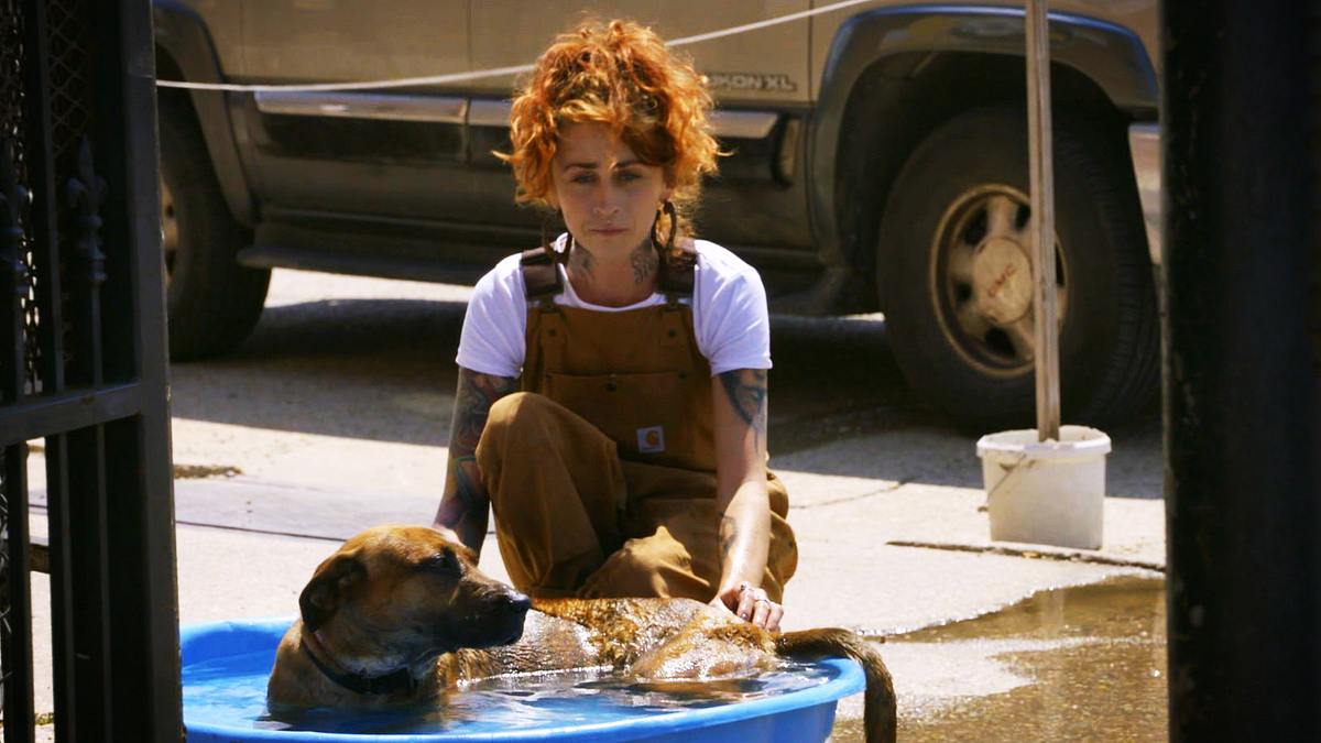 pitbulls auf bewährung