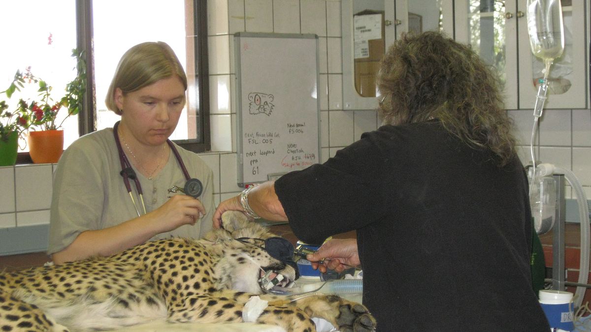 geheimakte wildnis