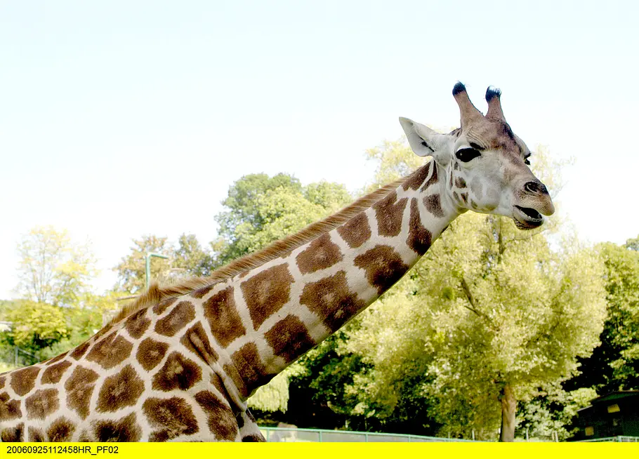 Giraffe, Erdmännchen & Co. giraffe, erdmännchen & co.