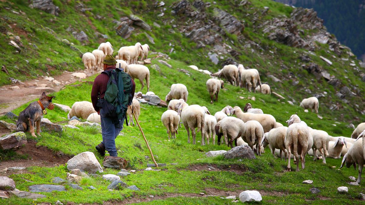 die superkräfte der tiere