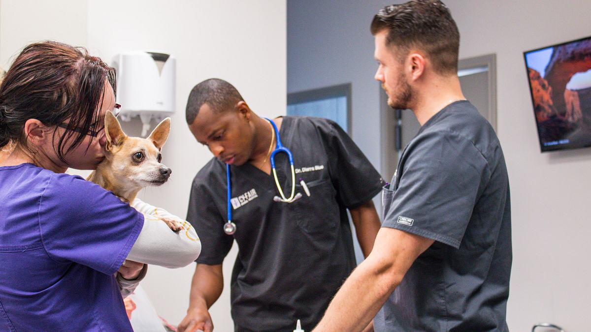 Die Tierärzte von Houston die tierärzte von houston