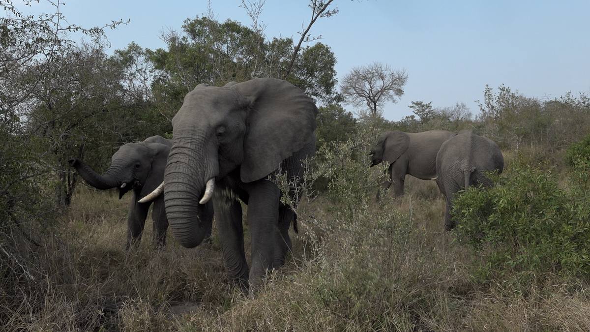 safari live: afrika hautnah