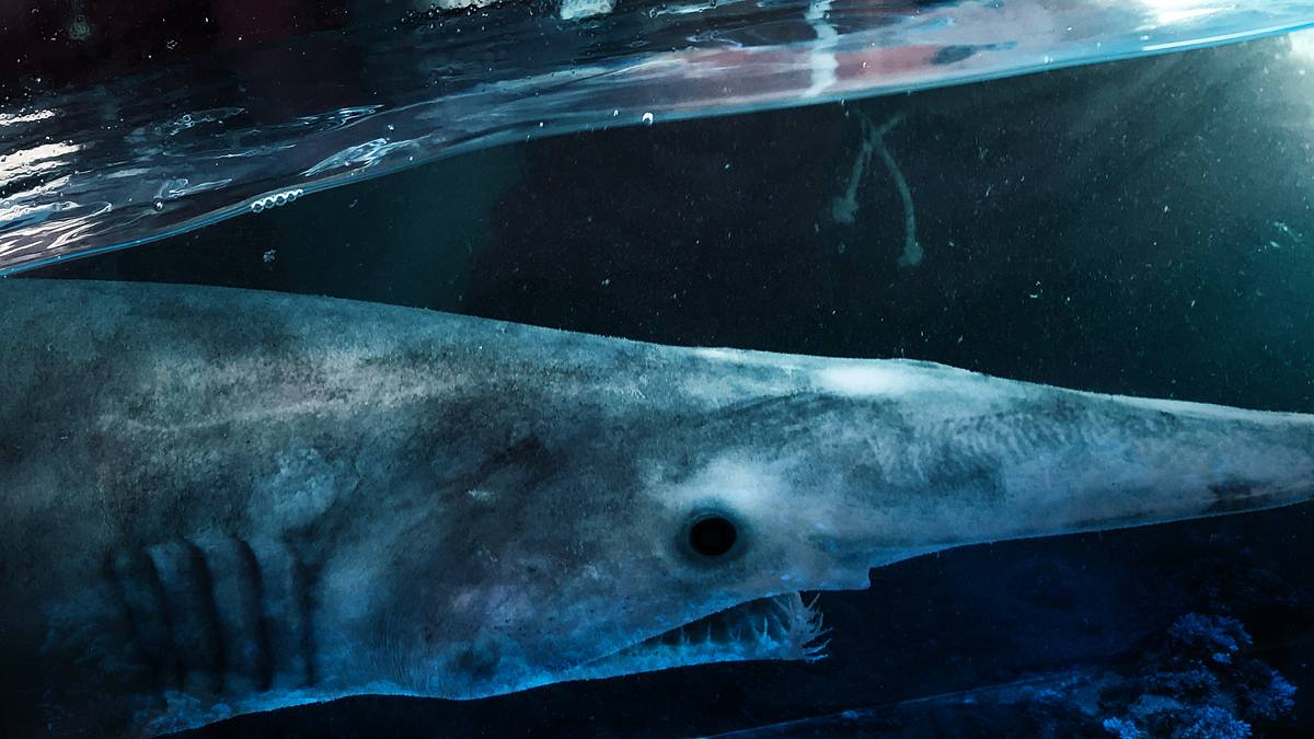 alien sharks - der erste kontakt