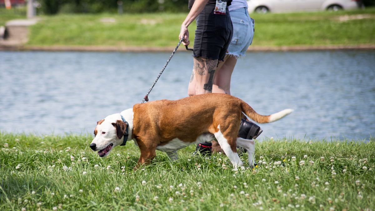 Pitbulls auf Bewährung pitbulls auf bewährung