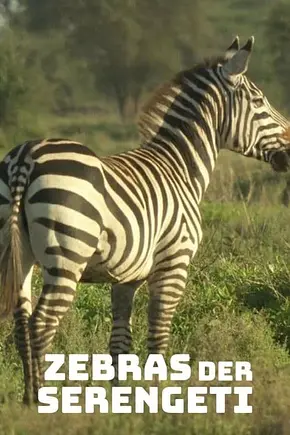 Zebras der Serengeti - Foto: TMDB