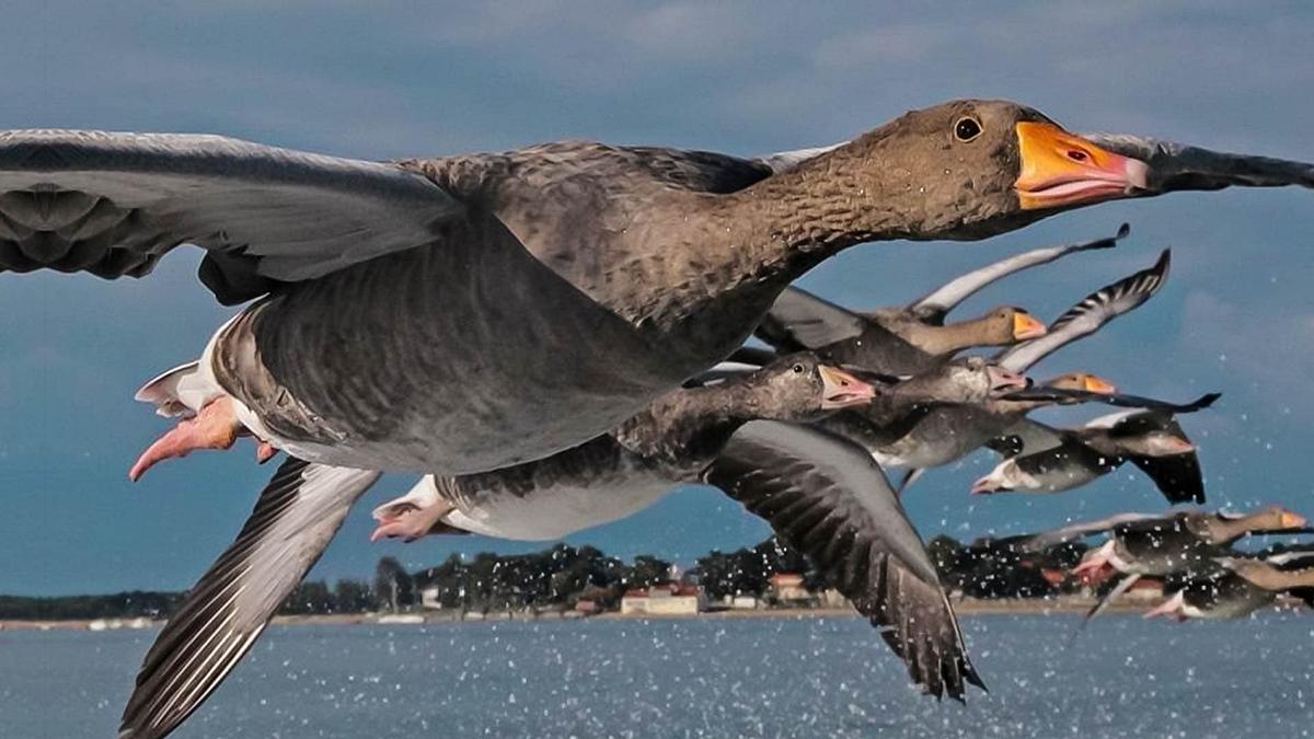 Der mit den Gänsen fliegt Der mit den Gänsen fliegt