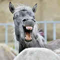 Funny Animals - Die Clipshow Thumbnail