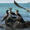 Galapagos: Verstecktes Paradies Thumbnail