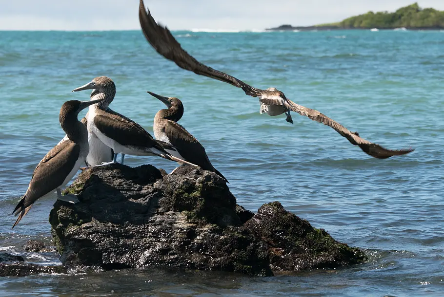 Galapagos