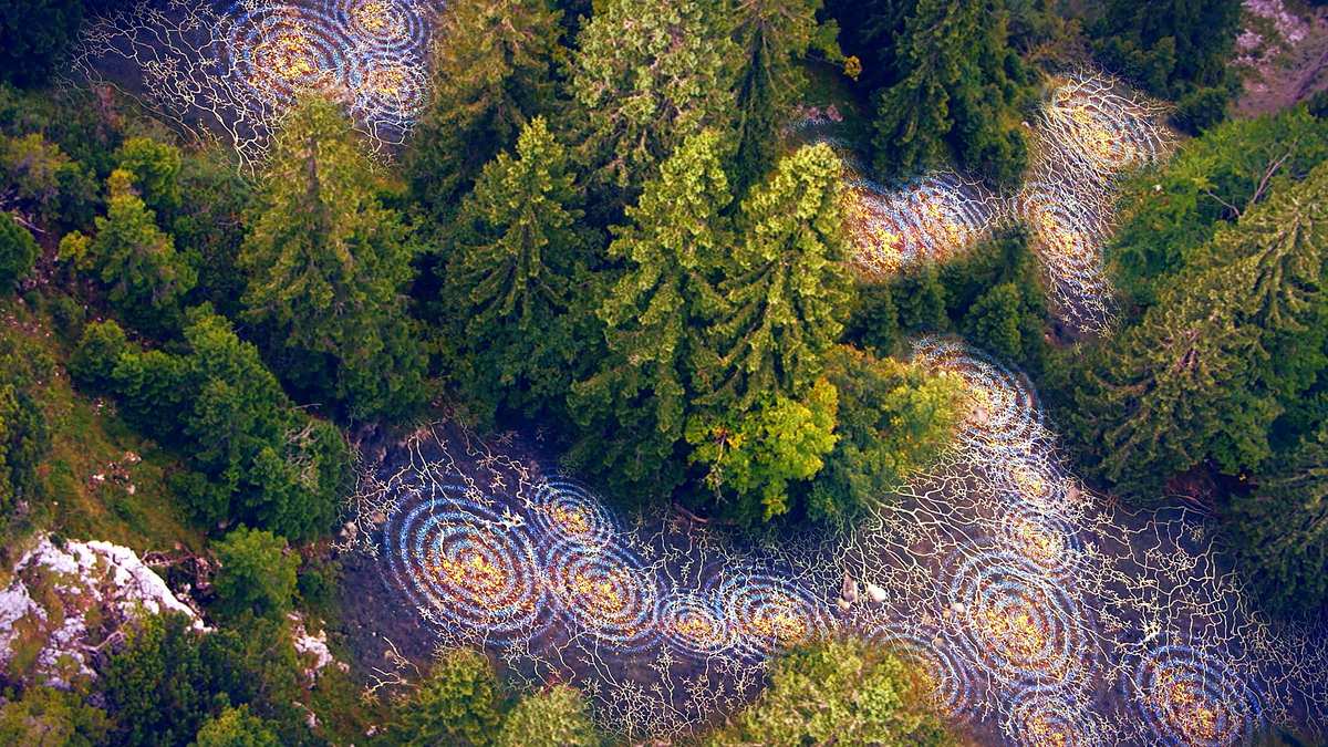 Unsere Wälder Unsere Wälder