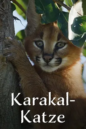 Karakal-Katze - Von der Savanne nach Kapstadt - Foto: TMDB Karakal-Katze - Von der Savanne nach Kapstadt - Foto: TMDB