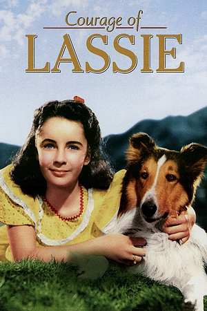 Lassie - Held auf vier Pfoten - Foto: TMDB