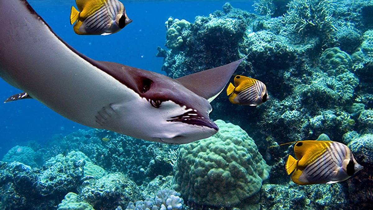 Papua - Die geheimnisvolle Insel der Kannibalen Papua - Die geheimnisvolle Insel der Kannibalen