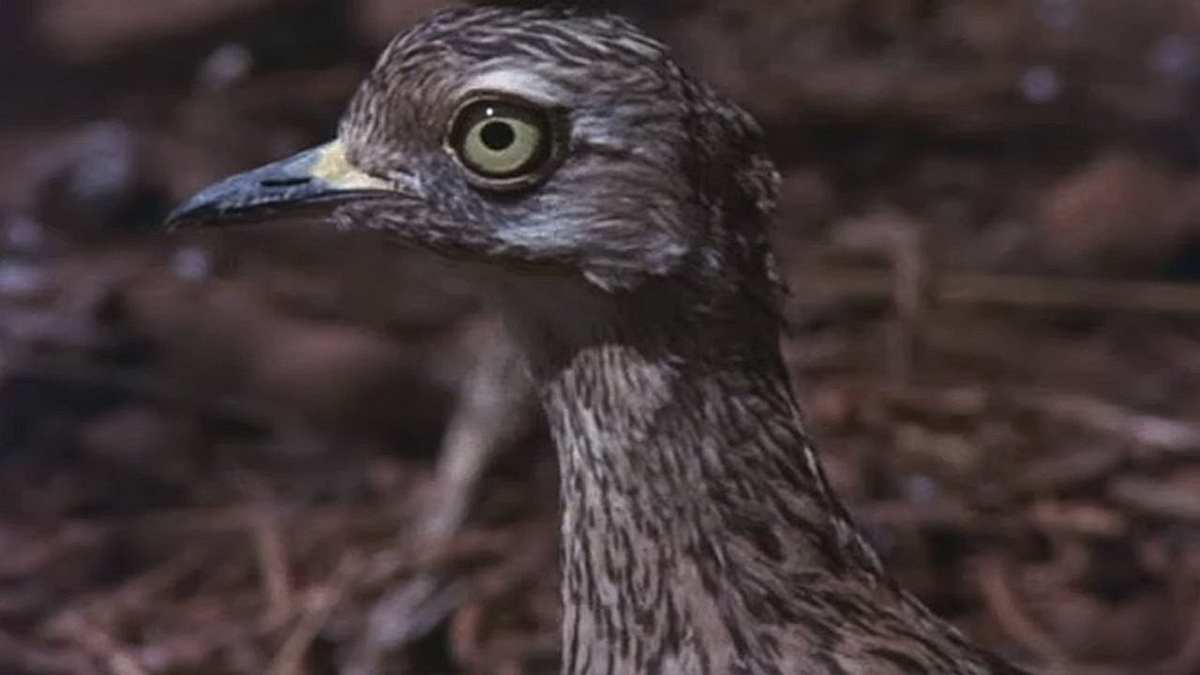 Die lustige Welt der Tiere