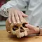 Homo sapiens - Vom wahren Ursprung des Lebens Thumbnail
