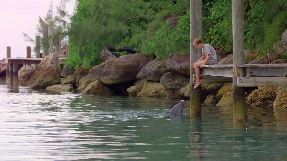 Echo der Delphin Echo der Delphin