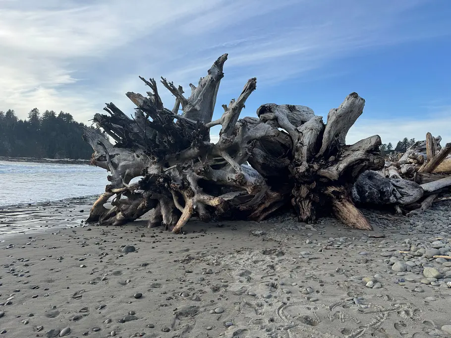 image00007 Baumstämme am Strand von La Push - aufgenommen mit dem iPhone 15 Pro