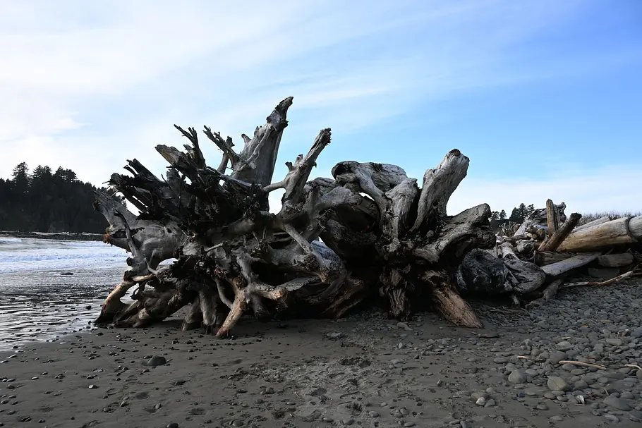 image00008 Baumstämme am Strand von La Push - aufgenommen mit der Nikon Z50