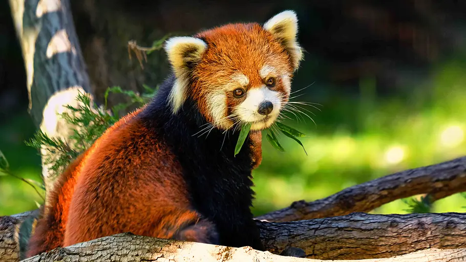 Bronx Zoo - Tierpark der Superlative Bronx Zoo - Tierpark der Superlative