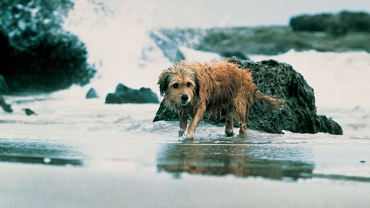 Benji, sein größtes Abenteuer Benji, sein größtes Abenteuer