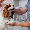 Haustierhelden - Pfoten in Not Thumbnail
