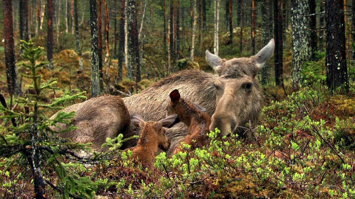The Moose Movie