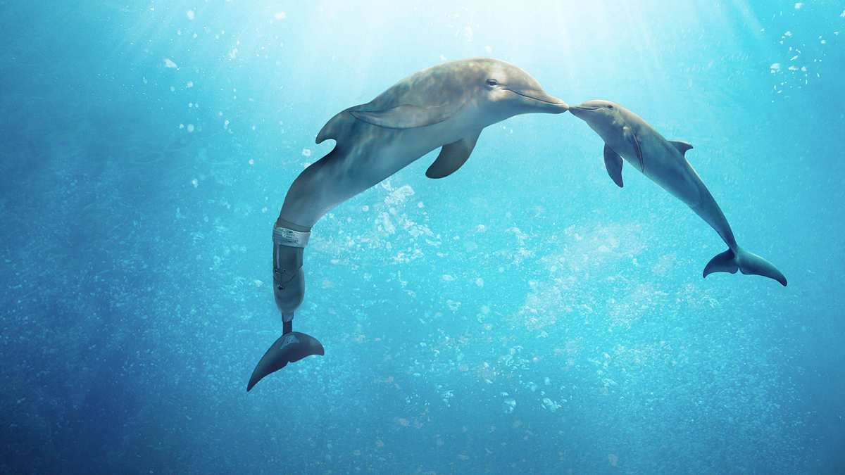 Mein Freund, der Delfin 2 Mein Freund, der Delfin 2