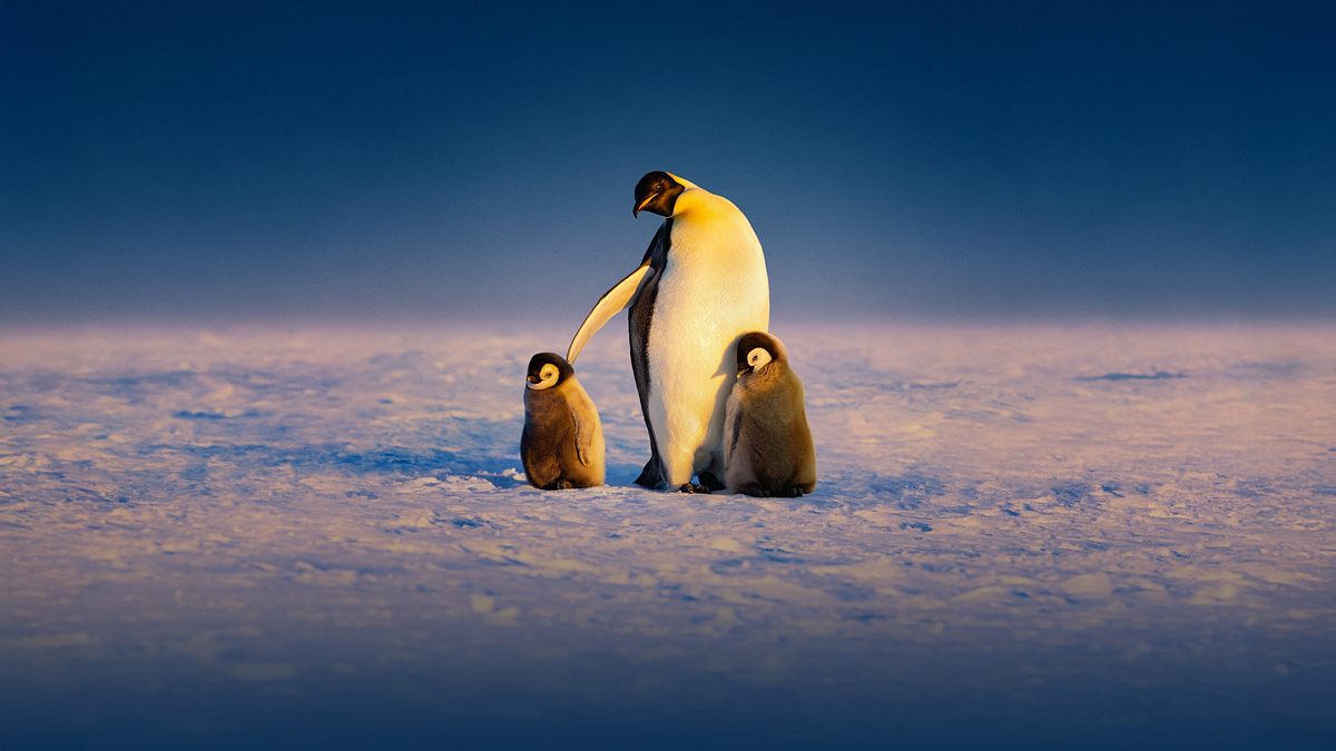 Die geheimnisvolle Welt der Pinguine