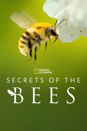 Die geheimnisvolle Welt der Bienen - Foto: TMDB