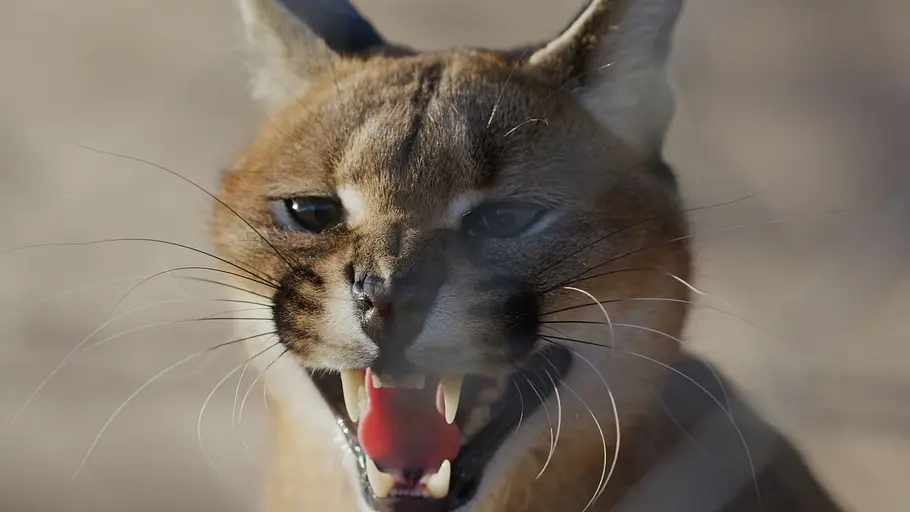 Karakal-Katze - Von der Savanne nach Kapstadt Karakal-Katze - Von der Savanne nach Kapstadt