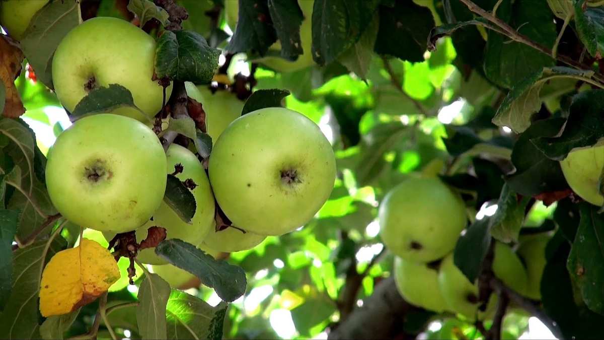 Who Was Johnny Appleseed?
