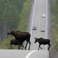 Kanadas Nationalparks Thumbnail