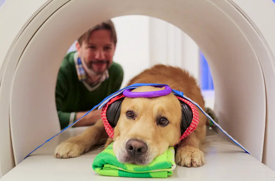 Können Hunde sprechen? - Kommunikation per Knopfdruck